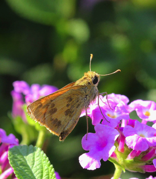 Whirlabout male